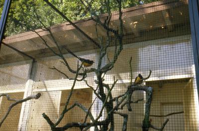 Spreo superbe - 2005