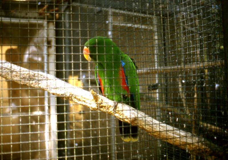 1 Becs crochus Bea 07 D5_6888.jpg