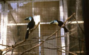 Toucan