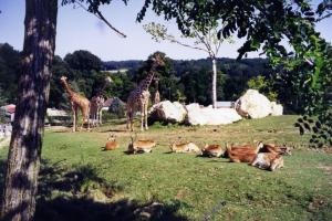 Plaine africaine