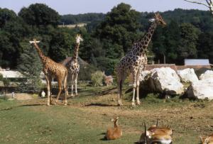 Girafe