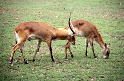 Cobe de Mrs Gray - 2005