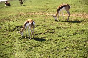 Gazelle dorcas