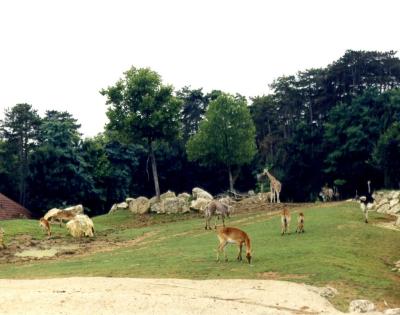 Plaine africaine - 2005