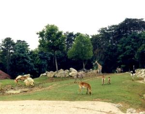 Plaine africaine
