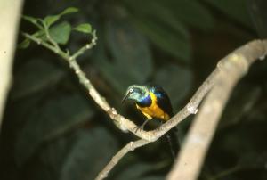 Serre oiseaux