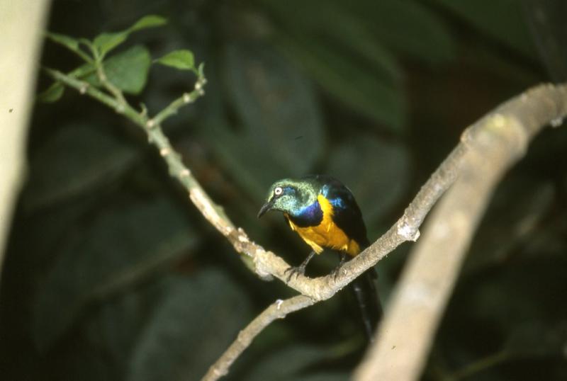 Serre oiseaux