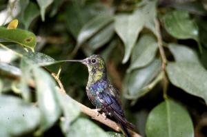 Colibri