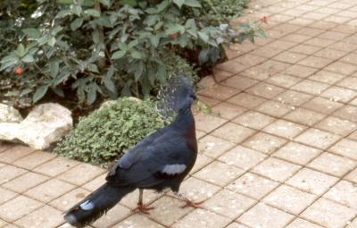 Goura de Victoria - 2005