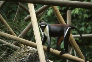 Cercopitheque