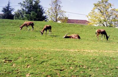 Damalisque à front blanc - 2005
