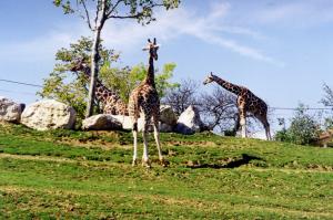 Girafe