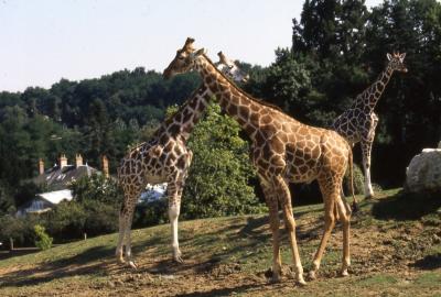 Girafe - 2005