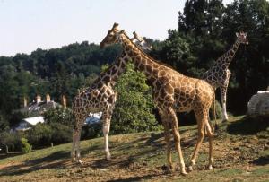 Girafe
