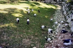 Ibis sacré