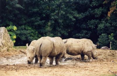 Rhinocéros blanc - 2005