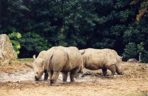 Rhinocéros blanc