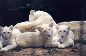 Lion blanc