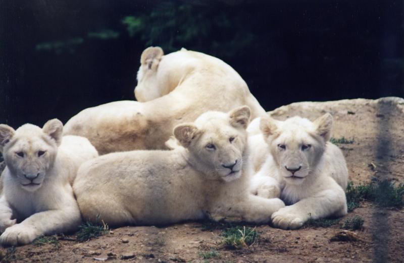 Lion blanc