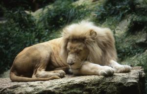 Lion blanc