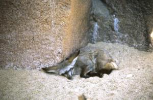 Otocyon