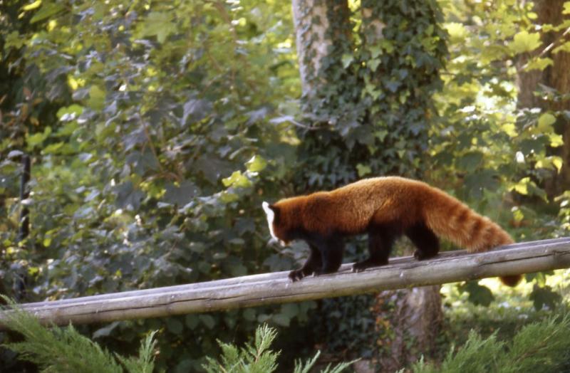 Panda roux