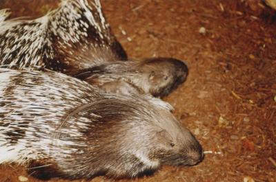 Porc-épic à crête - 2005