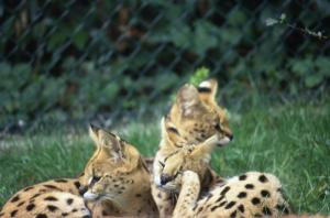 Serval