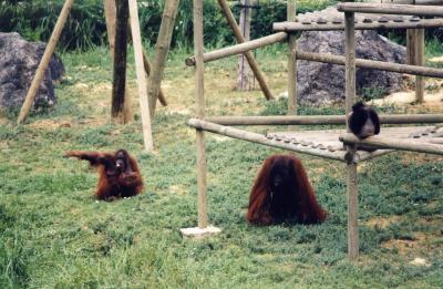 Orang-Outang - 2005