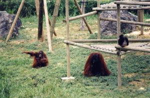 Orang-Outang
