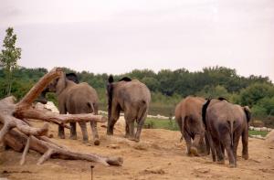 Eléphant d'Afrique