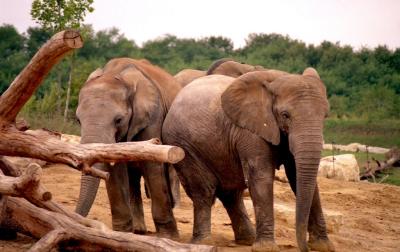 Eléphant d'Afrique - 2005