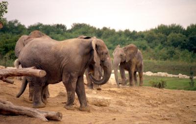 Eléphant d'Afrique - 2005