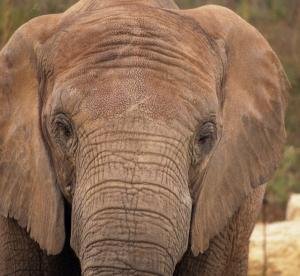 Eléphant d'Afrique