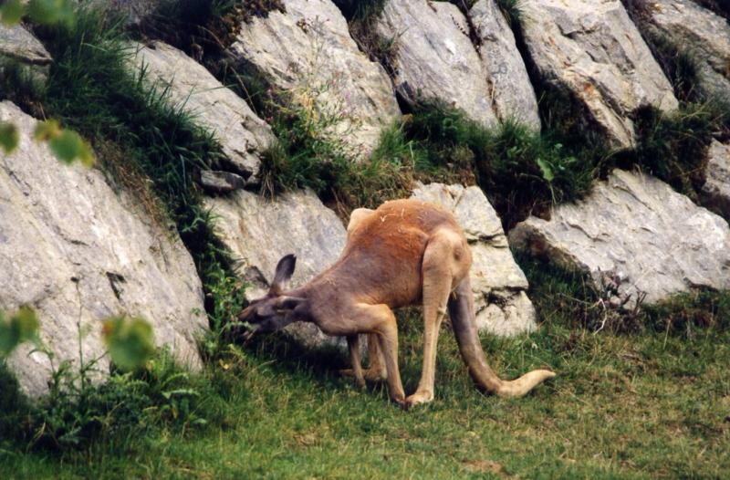 Kangourou roux
