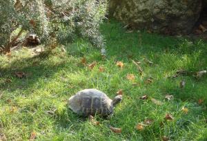 Tortue d'Hermann