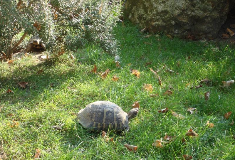 Tortue d'Hermann