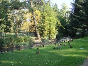 Canards