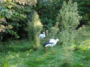 Cigogne blanche