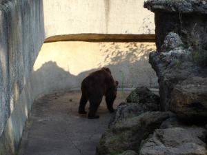 Ours brun