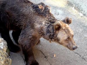 Ours brun