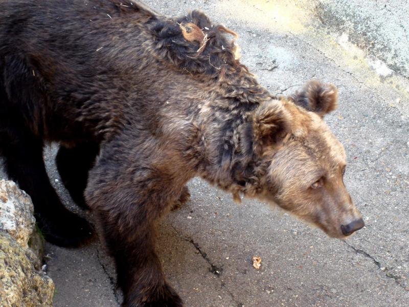 Ours brun