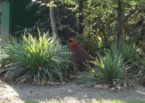 Tragopan de Temminck