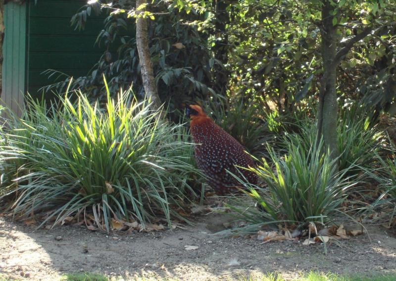 Tragopan de Temminck