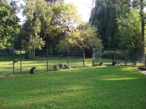Wallaby de Bennett