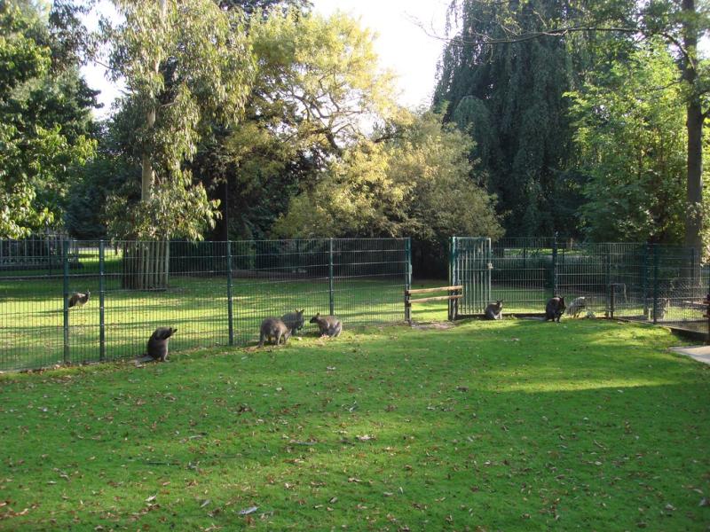 Wallaby de Bennett