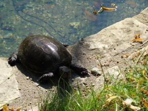 Tortue