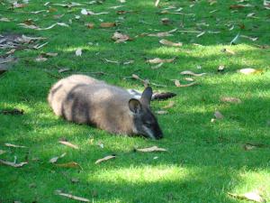 Wallaby de Bennett