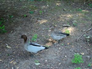 Canards