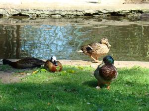Canards